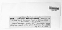 Ustilago syntherismae image